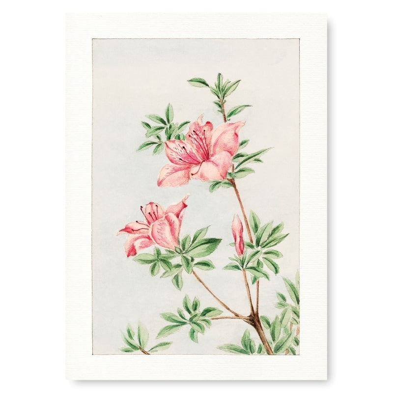 Japansk azalea-print A3