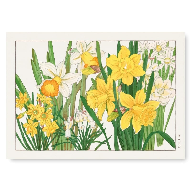 Japansk påskelilje blomsterprint A3