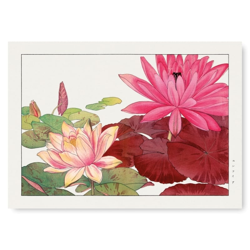 Japansk tryk Nymphaea Lotus A3