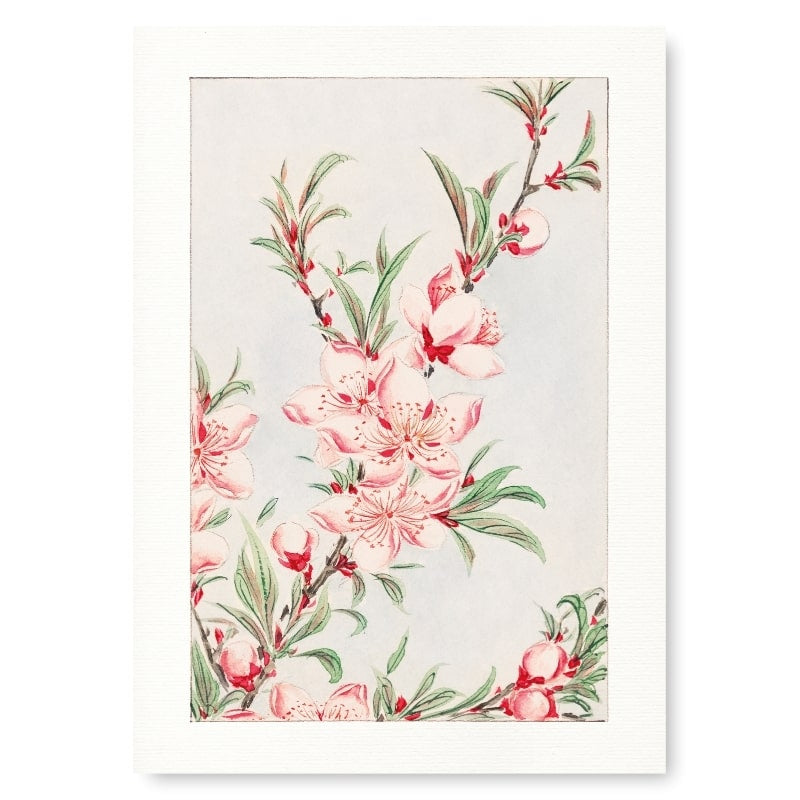 Japansk ferskenblomst-print A3